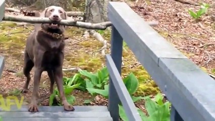 funny animal videos - funny dog videos 2015 part10