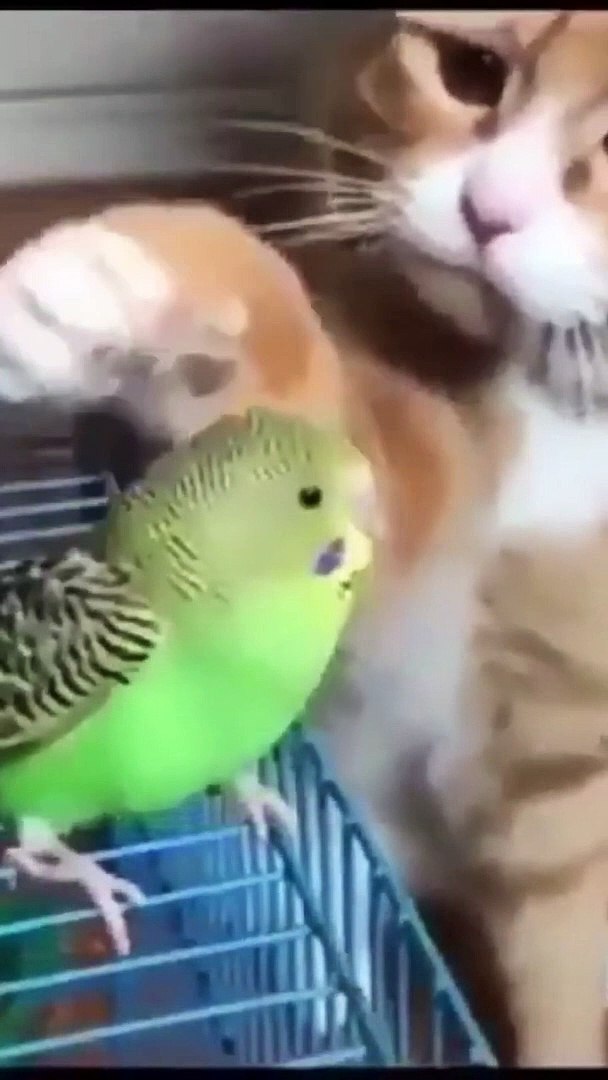 cute animals Videos