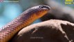 OMG! Look What Happens When Craziest Snakes Messed With The Wrong Opponent   Wildlife Documentary