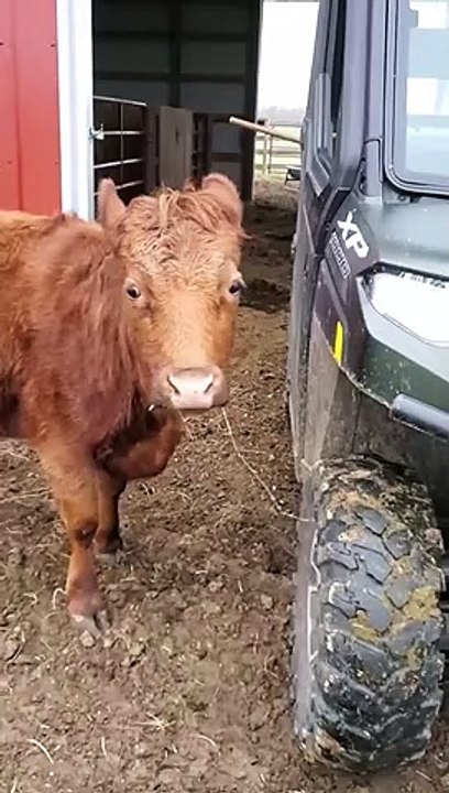 When Your Cows Won't Let You Clean the Barn