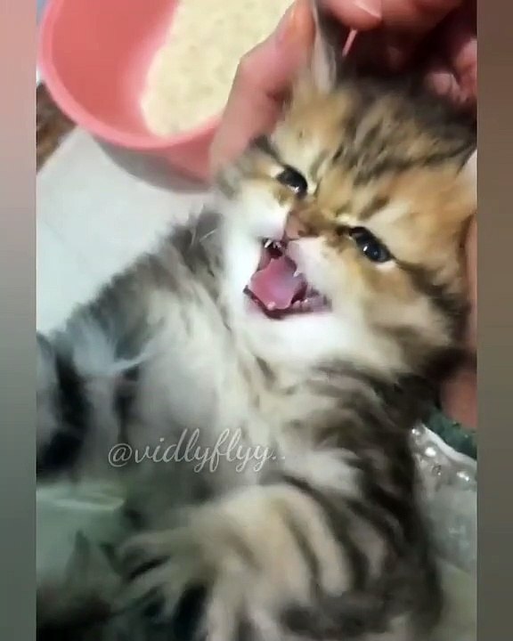 Cute kitten..