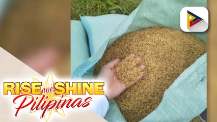 "Malusog Rice," pinag-aralan at dinevelop ng PRRI at IRRI