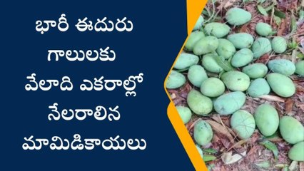 కోరుట్ల : భారీ ఈదురు గాలులకు నేలరాలిన మామిడికాయలు