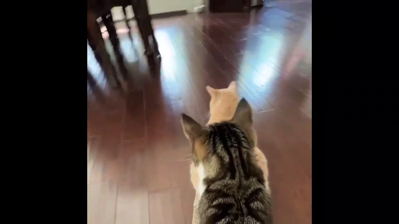 Cute funniest cat video | baby kitty