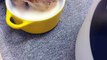 Cat Drinking Milk | Cat Funny Moments | Cute Pets | Funny Animals #animals #pets #cats #catvideos