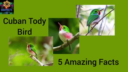 5 Amazing Facts about Cuban Tody Bird