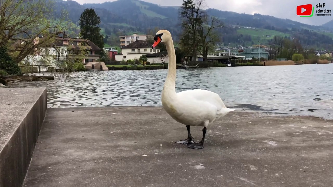 Lachen   | Zürichsee Süd   | SBF Schweiz Bretagne Fernsehen