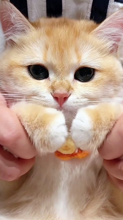 Cat Funny Moments | Cute Pets | Funny Animals #animals #pets #cats #cat #catvideos #cutepets #funny