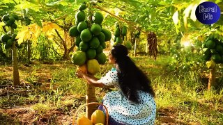 Red lady Papayas! Yellow ones for sweets & desserts & Green ones for preservation! _ Rural Me