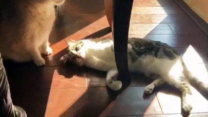 Funnyist cats video on the planet | life funny cats