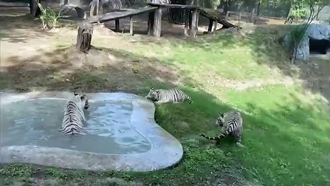 Two white tiger cubs at Delhi Zoo