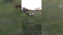 Sheep who thinks it's dog loves to play with trio of pooches