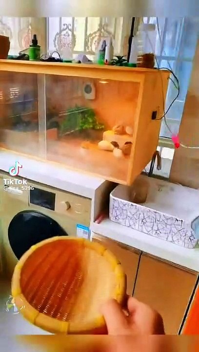 Farlcon#Parrots #indianringneck #talkingparrot #funnyanimals #