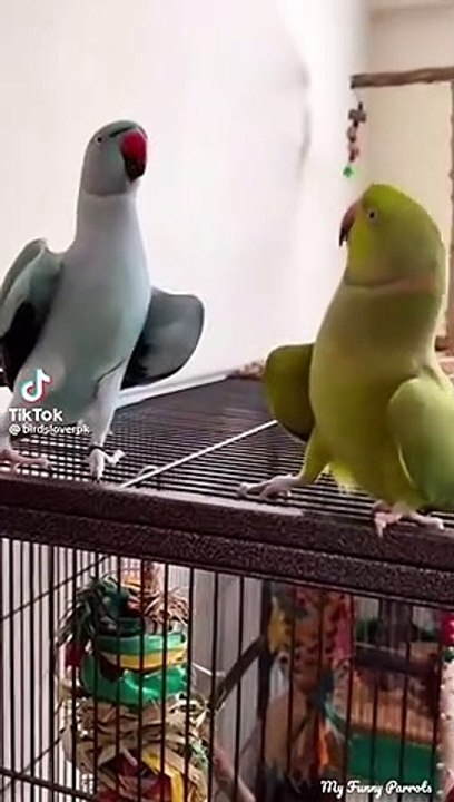 Parrots #indianringneck #talkingparrot #funnyanimals #