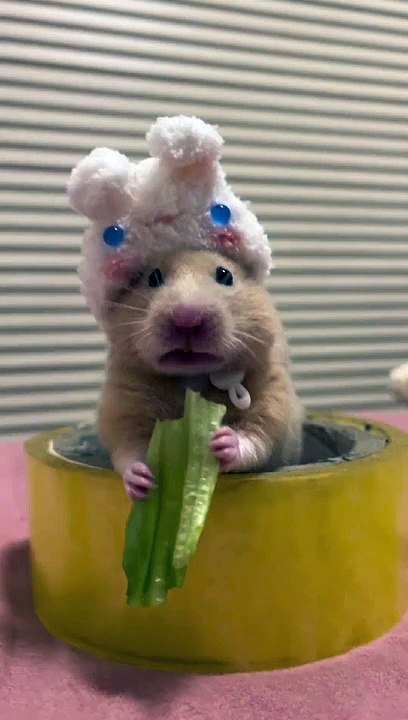 Animals Eating Food | Animals Funny Moments | Cute Pets | Funny Animals #animals #pets #cutepets #4u