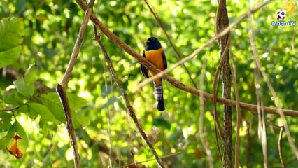 Méditation zen pour une paix intérieure durable