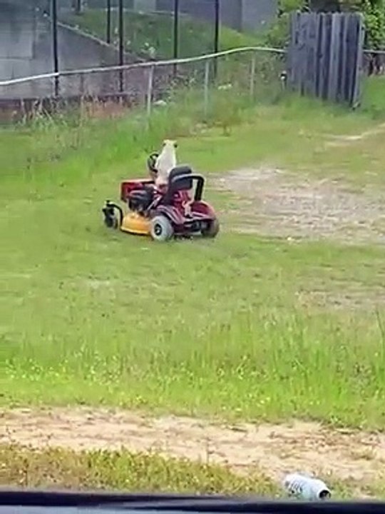 cão relva eua