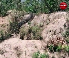 Video: हापुड़ के गढ़मुक्तेश्वर के जंगल में निकला अजगर, देंखे वीडियो