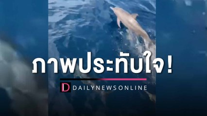 ภาพประทับใจ! เปิดคลิป "ฝูงโลมา" นับร้อยโผล่โชว์ตัวกลางทะเลอ่าวไทย | HOTSHOT เดลินิวส์ 21/04/66