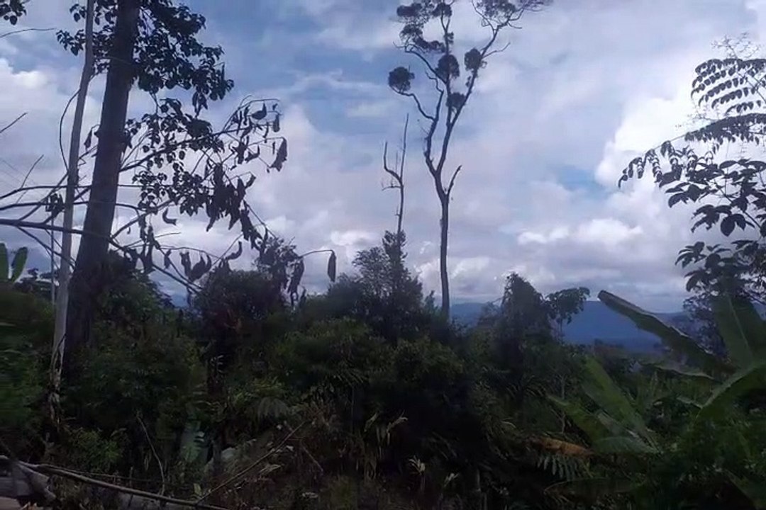 Pining yang Dikelilingi Hutan dan Gunung