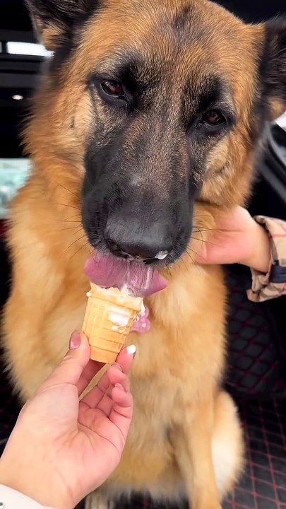 Quite dog