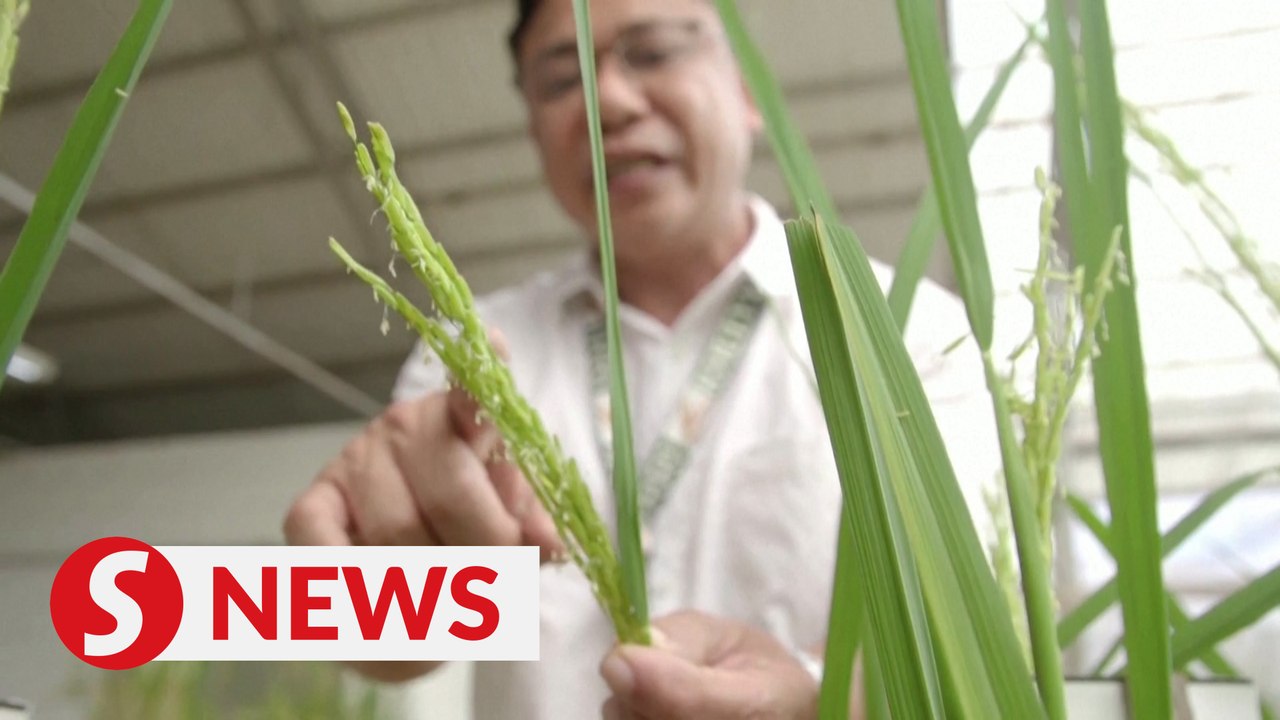 Philippines scientists develop climate-resistant rice