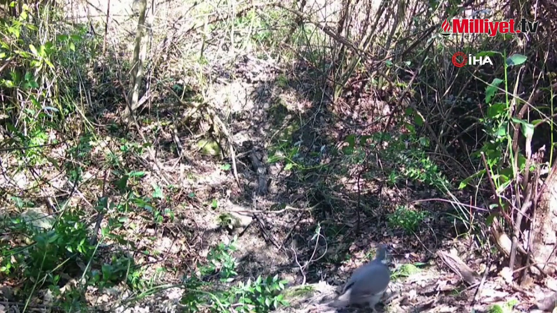 Kastamonu'da yaban hayvanları kameraya yansıdı