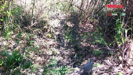 Kastamonu'da yaban hayvanları kameraya yansıdı