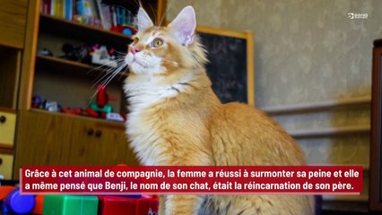 Une femme demande le divorce après que son mari confie son chat à un refuge !