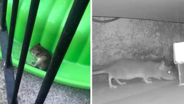 Leeds headlines 21 April: Rats as big as cats bothering Burley