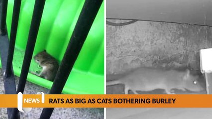 Leeds headlines 21 April: Rats as big as cats bothering Burley