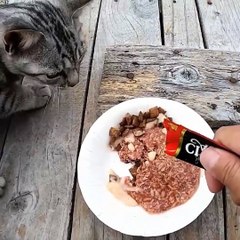 Beautiful Cats video Eating video funny animals