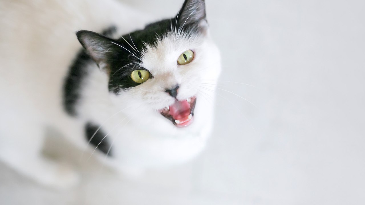 Katze miaut nachts: Das steckt hinter dem nächtlichen Katzenjammer