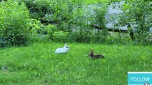 Pet Rabbit meets wild rabbit for the first time  |  Pets | Rabbits | Pet rabbits | Animals | Wild life | Nature | Forest