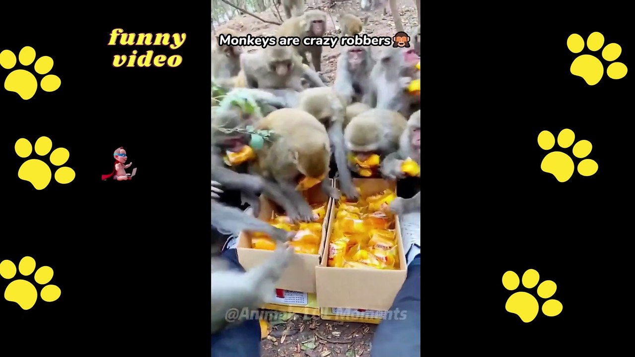 FUNNY DOGS PART 003