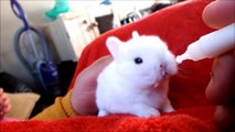 Rabbits babies cute | Baby Bunny Rabbits Binky - CUTEST Compilation| baby rabbits | Pets rabbits | cute compilations | Animals | Pets  |Cute babies