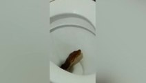 Watch: Python pokes head up toilet after biting man on bottom