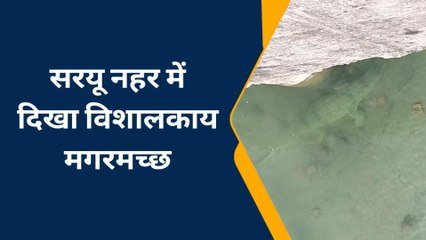 बहराइच: सरयू नहर में दिखा विशालकाय मगरमच्छ, वीडियो हुआ वायरल