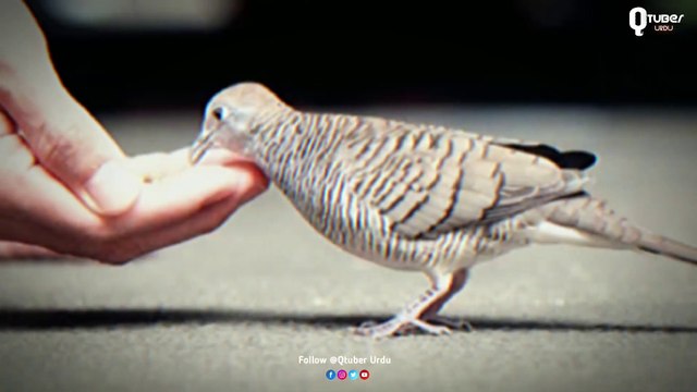 Islamic Story | Hazrat Ibrahim Aur 4 Parindey | Heart Touching Story | Hazrat Ibrahim Ka Waqia