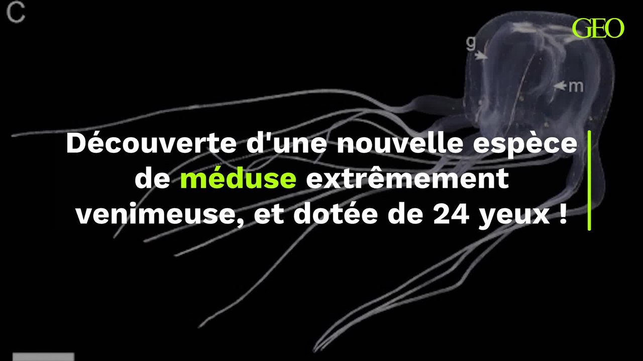 Une nouvelle espèce de méduse extrêmement venimeuse et dotée de 24 yeux a été découverte