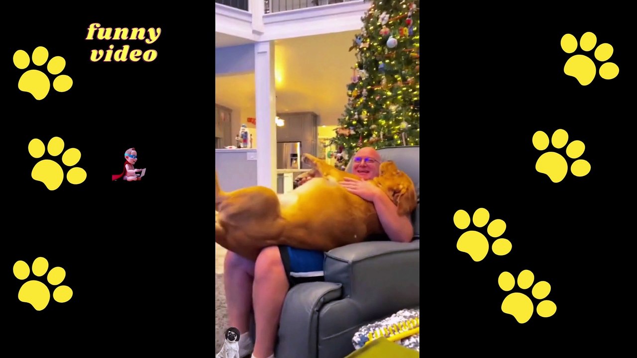 FUNNY DOGS PART 008