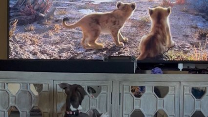 Cute Pitbull loves watching The Lion King *Cute Filmophile*