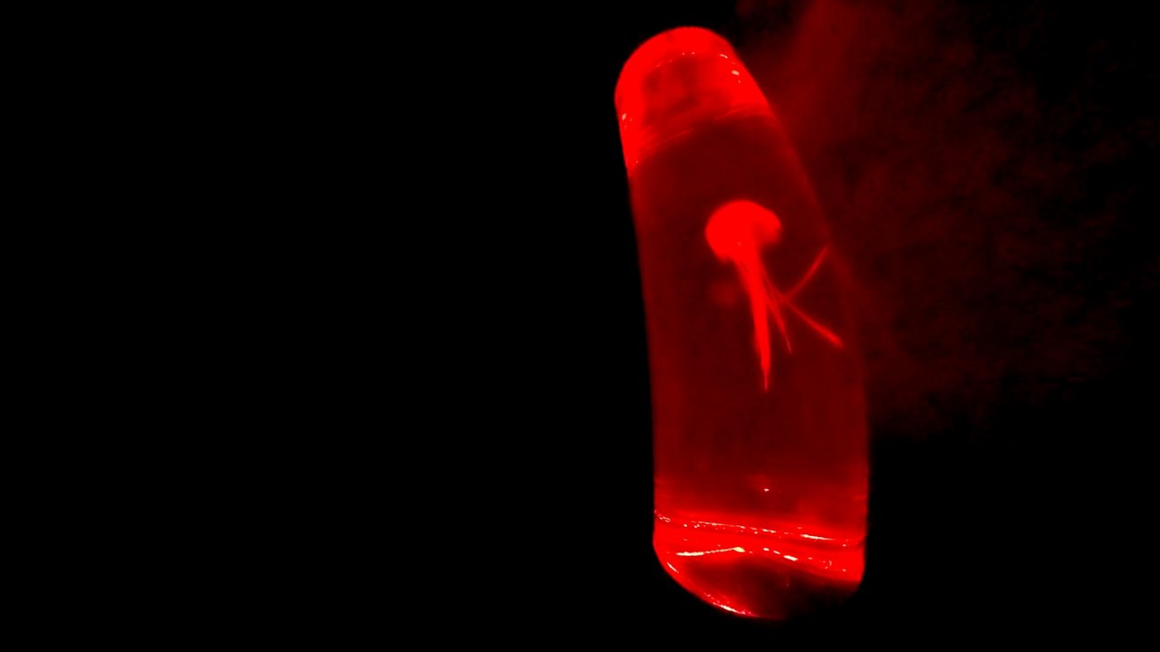 Jon Be Infinit Beats | A Little Jelly (Official Music Video)