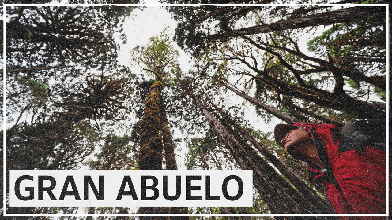 Uralte patagonische Zypresse birgt Anhaltspunkte für die Bewältigung der Klimakrise