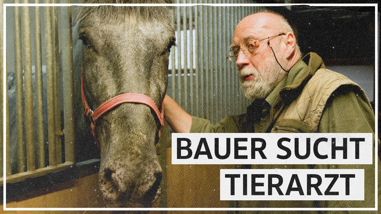 Tierärztemangel in Salzburg: Genug Absolventen, aber niemand will aufs Land