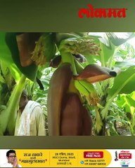 अधुनिक शेती... शेतीत जीम... जोडीला पशुपालन... अधुनिक शेतकऱ्याची गोष्ट