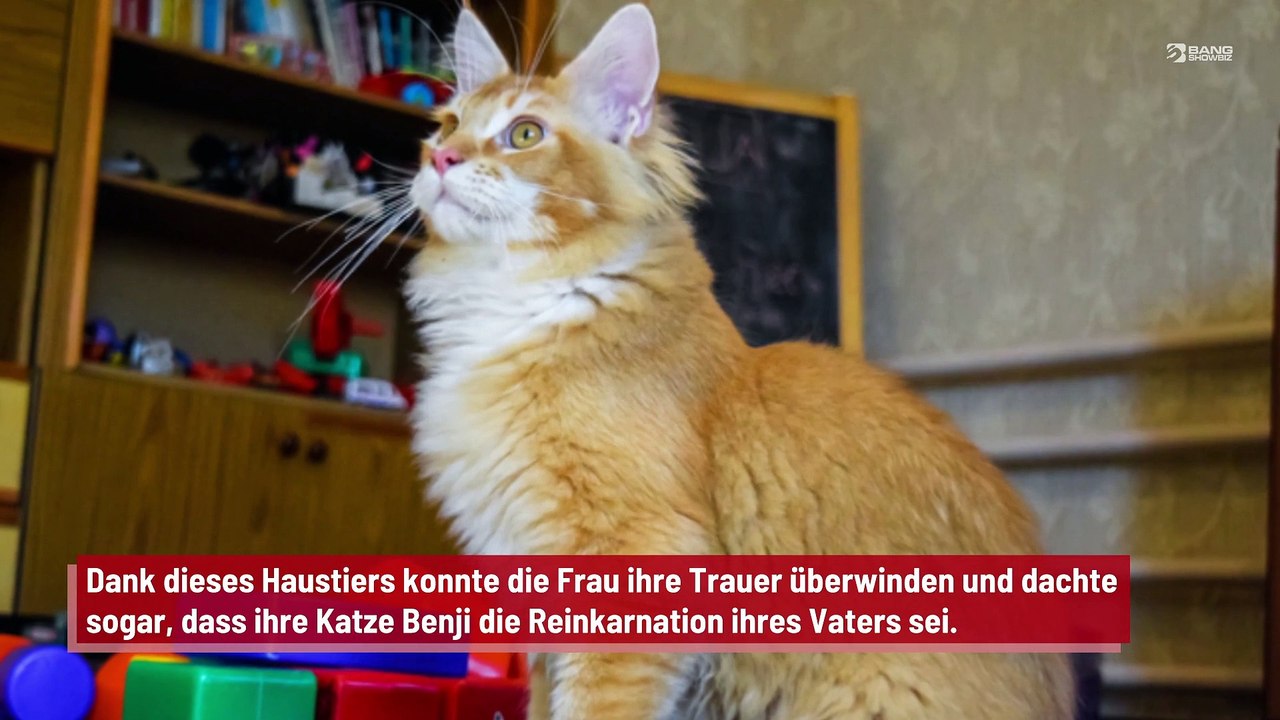 Frau reicht Scheidung ein, nachdem Ehemann Katze im Tierheim abgab