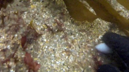 The Fifth Point Diving in Blyth releases baby lobsters