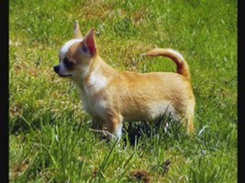 L'EQUIPE DU FORUM CHIHUAHUA FOR EVER