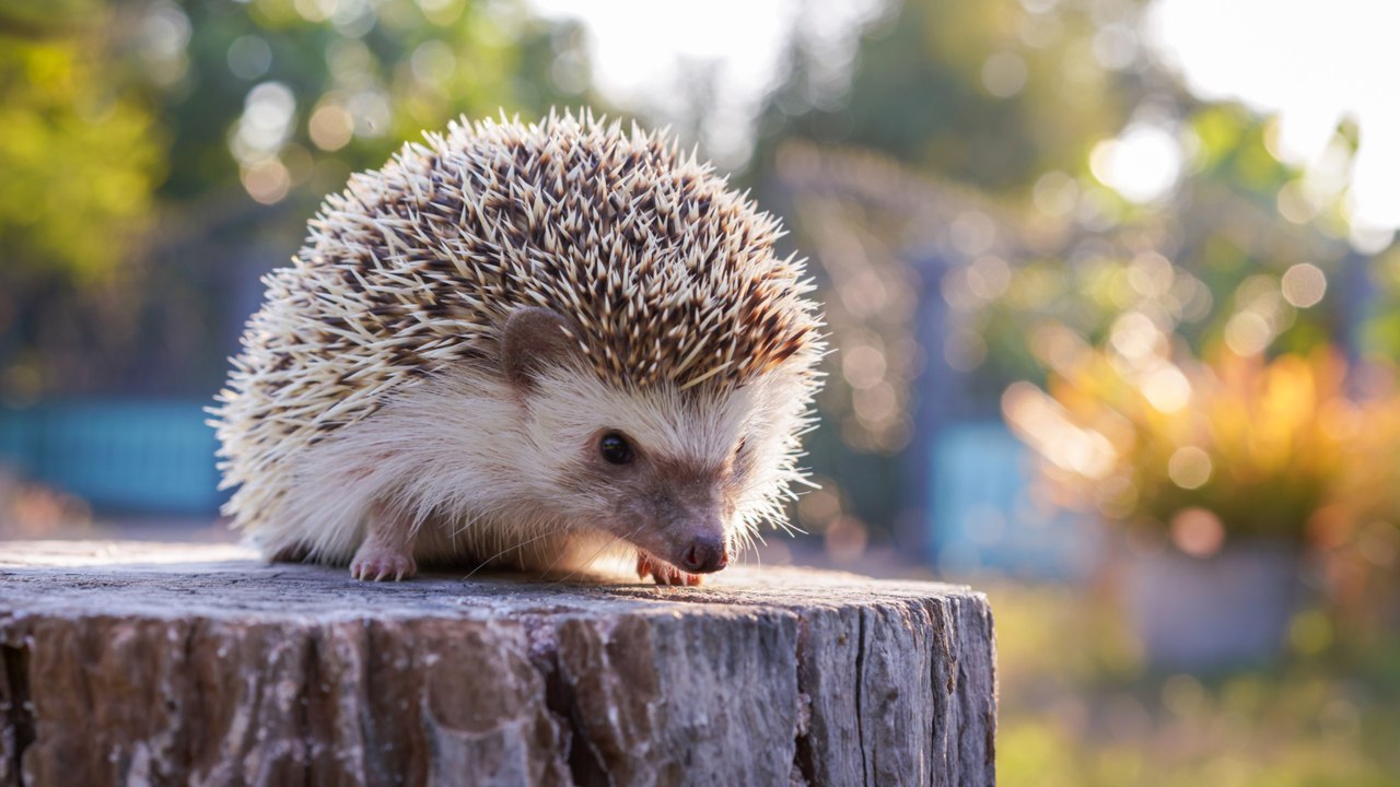 Auf nahrungssuche im müll: igel sterben in gelben säcken
